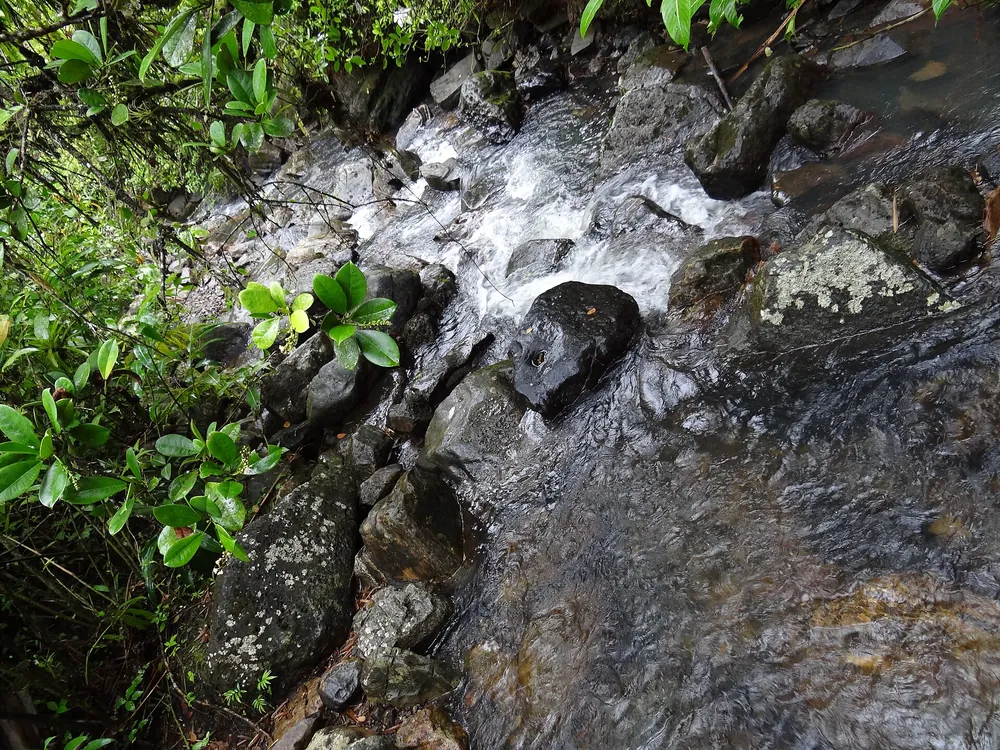 Rainforest stream in the foothills