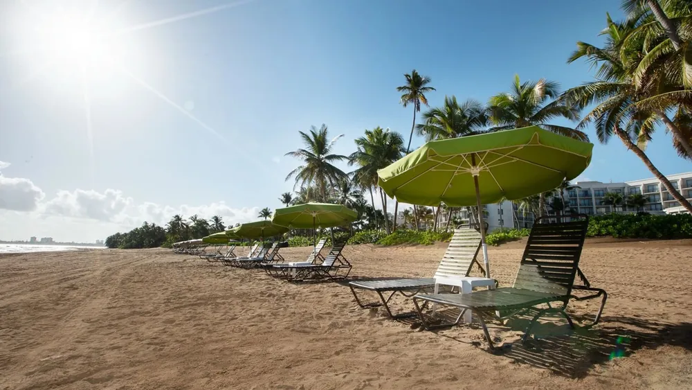 Beach loungers under palms